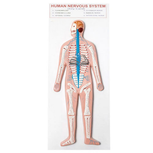 Human Nervous System Model